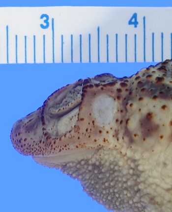 Media type: image; Herpetology A-3125